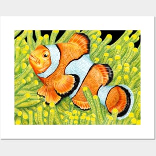 Clownfish Posters and Art